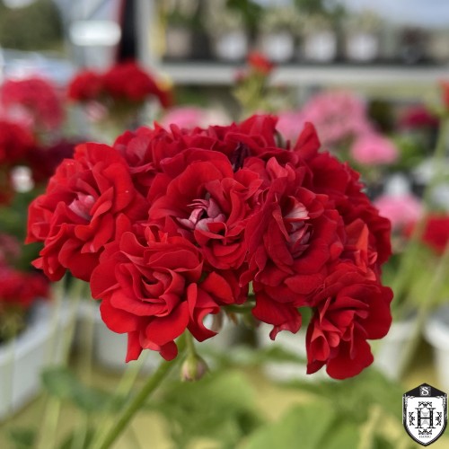 Pelargonium 'Bornholm' - Pelargoon 'Bornholm' P9/0,55L